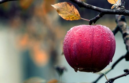 It's raining - tree, apple, red, rain