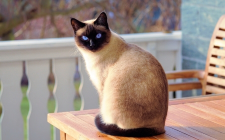 Siam's Cat - veranda, animal, table, cat, blue eyes