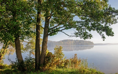 Trees by Lake in Latvia - calm, Latvia, lake, trees