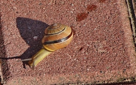 Walking Snail in Latvia - Latvia, animal, walking, macro, snail