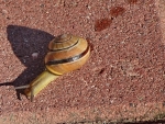 Walking Snail in Latvia