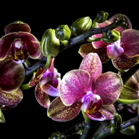 Orchids