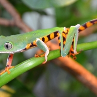 tiger striped tree frog