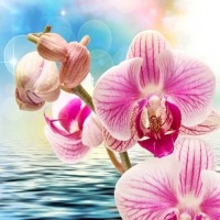 Orchids