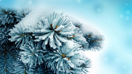 âœ¿ - hd, nature, pine needles, snow