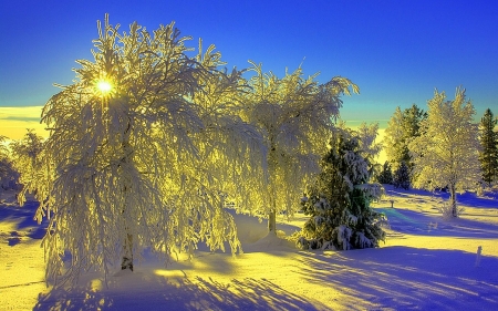 âœ¿ - trees, nature, sun, snow