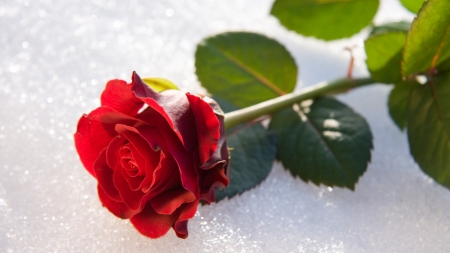 Red rose - white, red, flower, rose, iarna, winter, trandafir