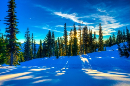 Winter Morning - sky, trees, landscape, clouds, snow