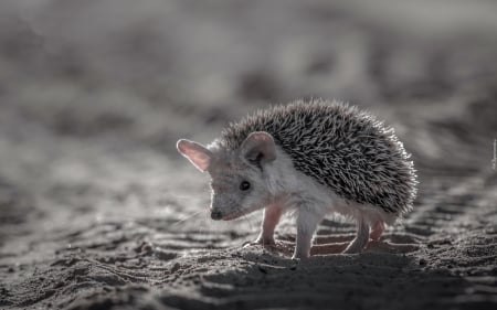 Little Hedgehog - hedgehog, small, animal, baby