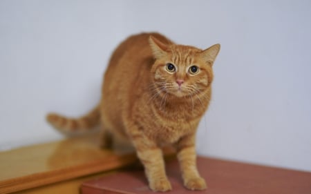 Cat - animal, table, cat, ginger