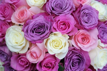 Roses - flowers, rose, colors, amazing