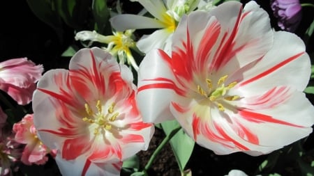 Flowers - flowers, white, red, amazing