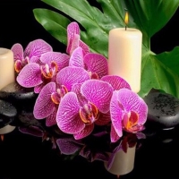 Orchids