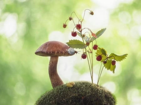 Mushroom - cherries, bokeh, tree, macro