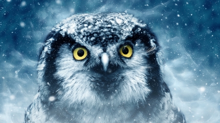 Owl - yellow eyes, winter, fantasy, bird, white, pasari, blue, luminos, bufnita, ractapopulous, owl