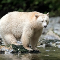 Spirit Bear, Gribbell Island, British Columbia