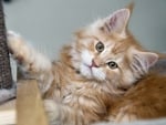 Maine Coon kitten