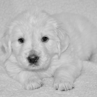 Golden Retriever puppy