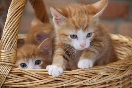 Kittens - paw, cat, animal, basket, cute, kitten