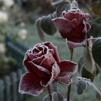 Red Roses