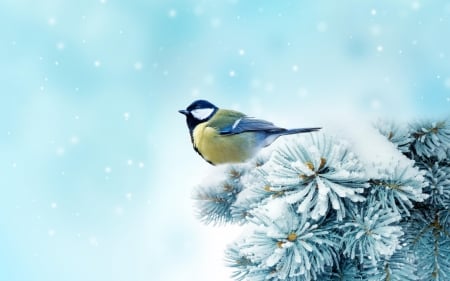 Little Bird - Trees, Winter, Snow, Bird