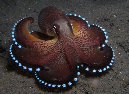 octopus - animal, sea, octopus, creature