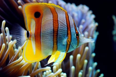 butterflyfish - butterflyfish, coral, animal, fish