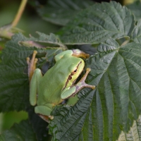 tree frog