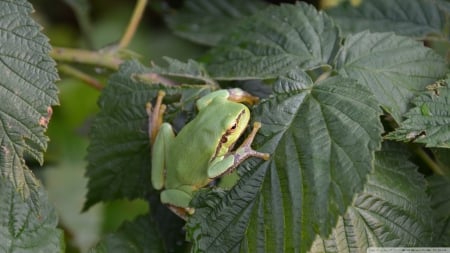 tree frog - leaf, tree, frog, branch