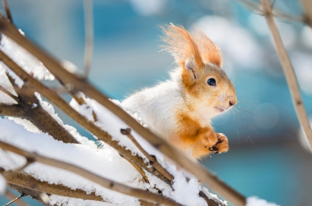 Squirrel - animal, squirrel, iarna, winter, veverita, blue, snow