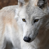 White wolf