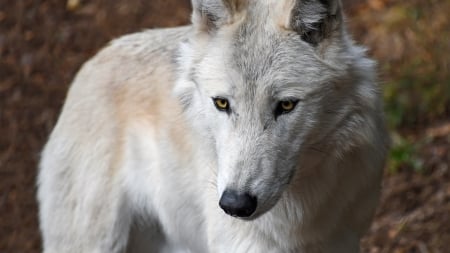 White wolf - lup, white, animal, christels, wolf