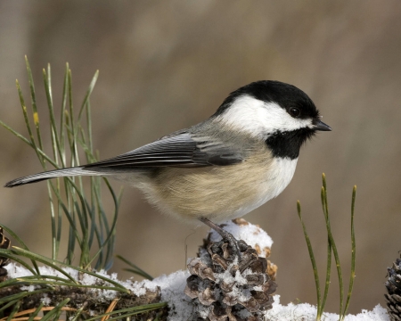 Chickadee - winter, songbird, bird, snow