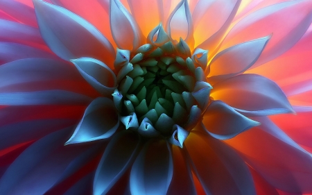 Colorful Blossom - flower, photoshop, petals, light