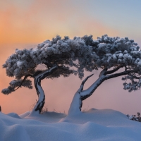 snowy trees