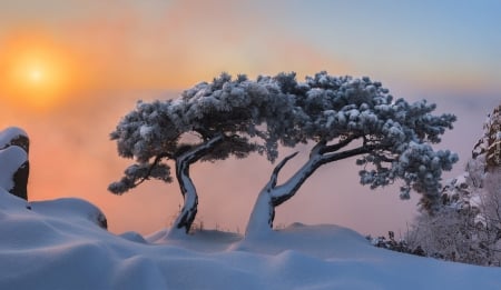 snowy trees - trees, winter, nature, photography, cold, snow, sky