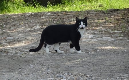 Cat - black, white, animal, cat