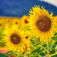 Sunflowers