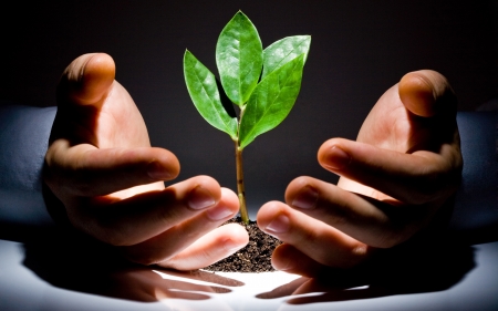 Care of the Growth of Seedlings - care, hands, nature, seedling