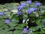 Blue Waterlilies