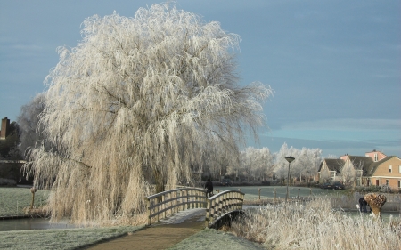 First Frost - hoarfrost, village, landscape, winter, tree