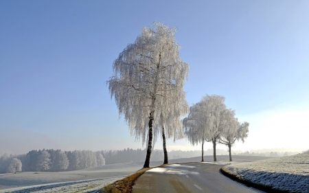 Winter Begins - trees, winter, road, snow, hoarfrost