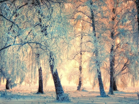 Winter landscape - winter, trees, sun rays, snow