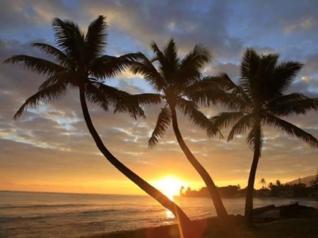 Sunset - nature, coconut trees, river, water, sunset