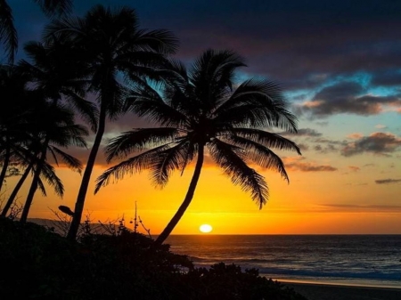 Sunset - sky, trees, sunset, clouds