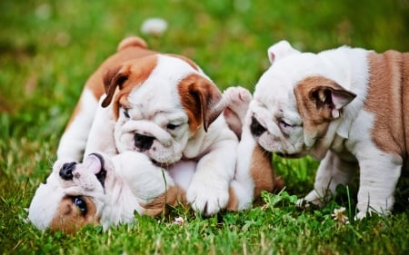 english bulldogs - grass, puppy, bulldog, english