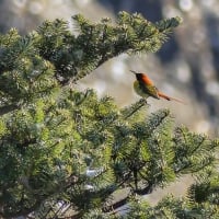 fire tailed sunbird