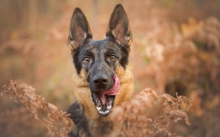 german shepherd - shepherd, german, dog, grass