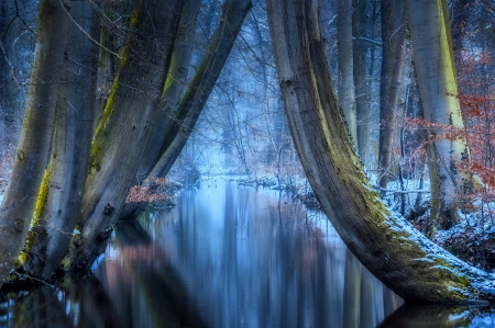 * - Trees, Forest, Winter, Nature