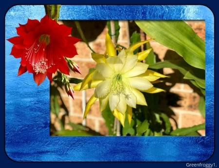 FLOWERING CACTUS - CACTUS, IMAGE, FLOWER, PRETTY